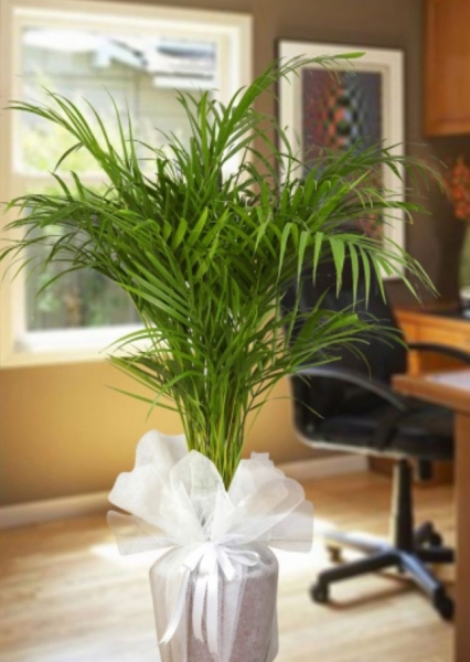 areca