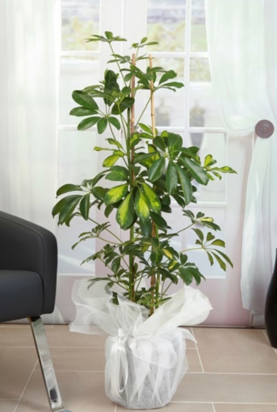 yeşil yapraklı schefflera