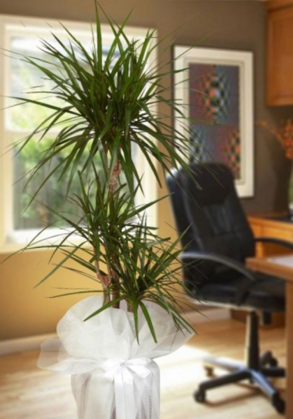 dracena margineta